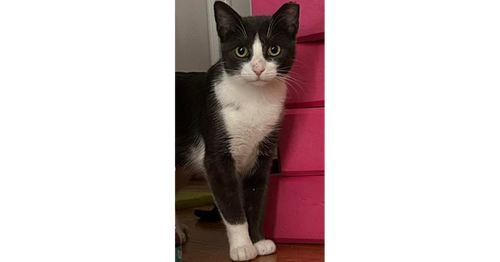 CRYSTAL - Domestic Short Hair available for adoption