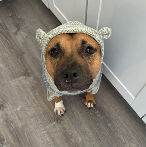 CHANEL - American Staffordshire Terrier / Terrier available for adoption
