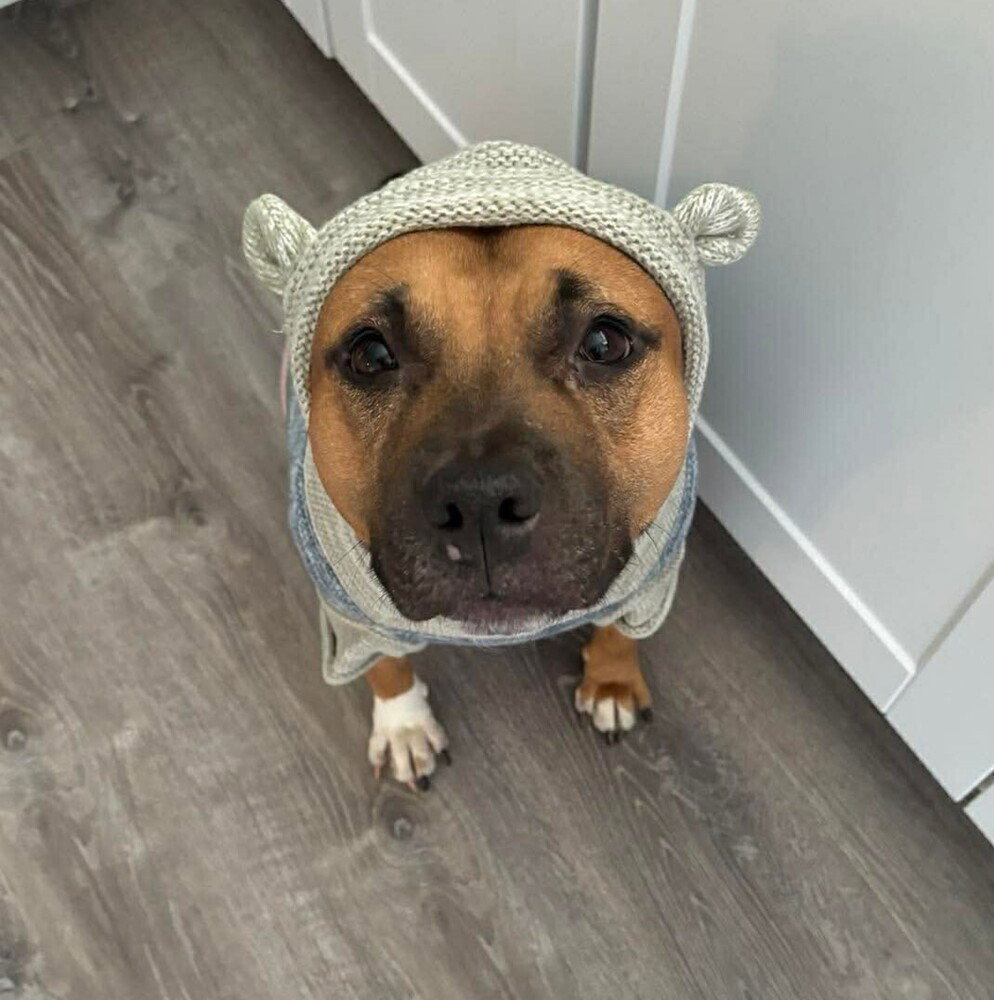 Pit Bull