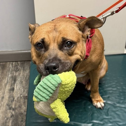 CHANEL - American Staffordshire Terrier / Terrier available for adoption