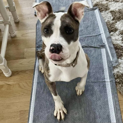 PAISLEY - American Staffordshire Terrier / Terrier available for adoption