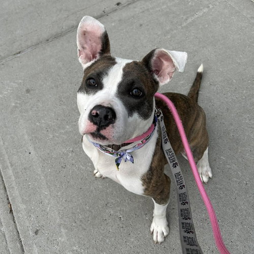 PAISLEY - American Staffordshire Terrier / Terrier available for adoption