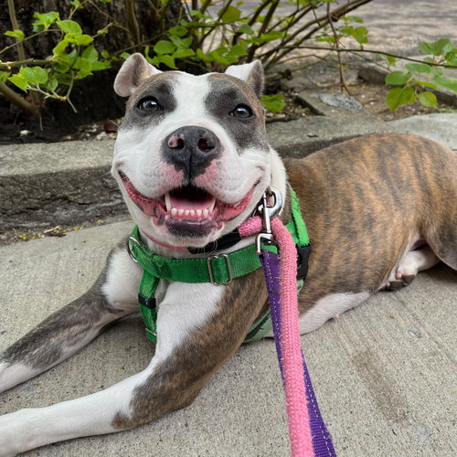 Paisley, an adoptable American Staffordshire Terrier in Whitestone, NY