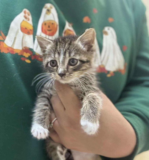 SUZY - Domestic Short Hair available for adoption