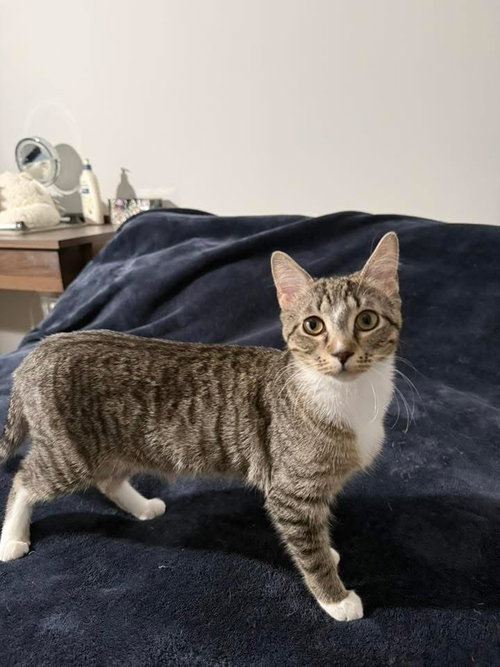 SUZY - Domestic Short Hair available for adoption