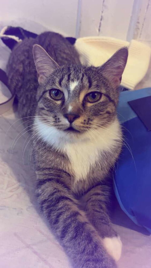 Suzy, Domestic Short Hair, cat for adoption in New Rochelle, New York