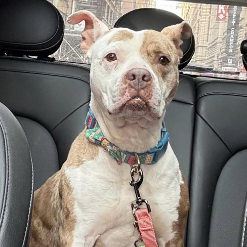 CRISANTA - American Staffordshire Terrier / Terrier available for adoption