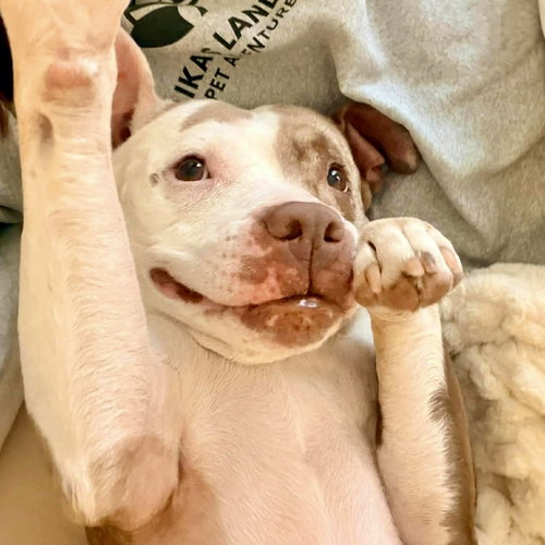 CRISANTA - American Staffordshire Terrier / Terrier available for adoption
