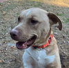 Saffron - Photo 2