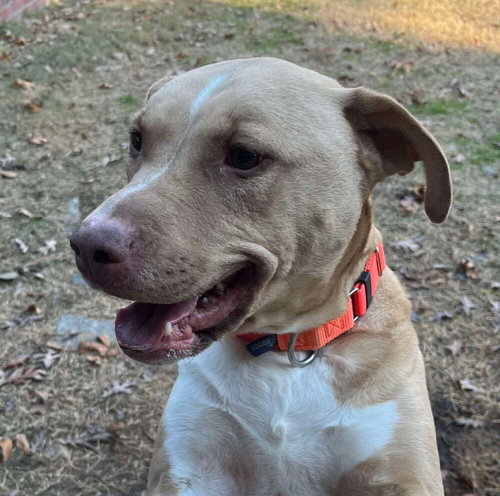 SAFFRON - American Staffordshire Terrier / Terrier available for adoption