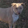 Saffron - Photo 3