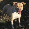 Saffron - Photo 4