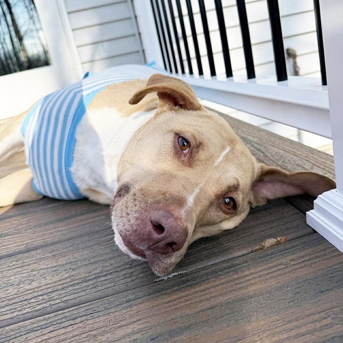 SAFFRON - American Staffordshire Terrier / Terrier available for adoption