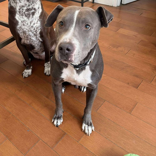 TORBEN - American Staffordshire Terrier / Terrier available for adoption