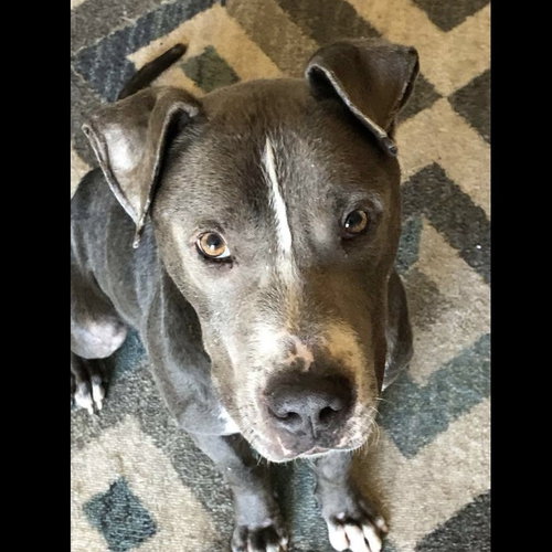 TORBEN - American Staffordshire Terrier / Terrier available for adoption