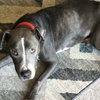 Torben - Photo 4