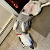 Koa - Photo 3