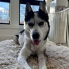 Koa - Photo 4