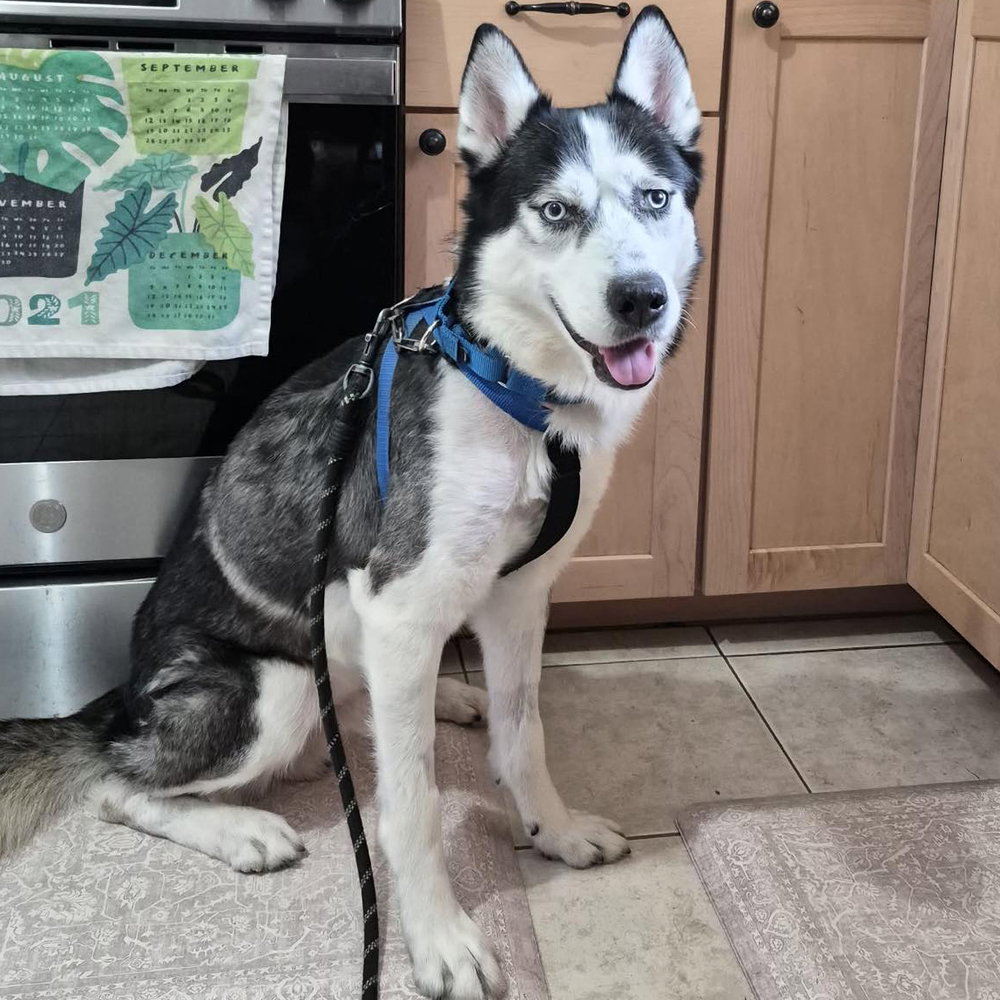 Siberian Husky