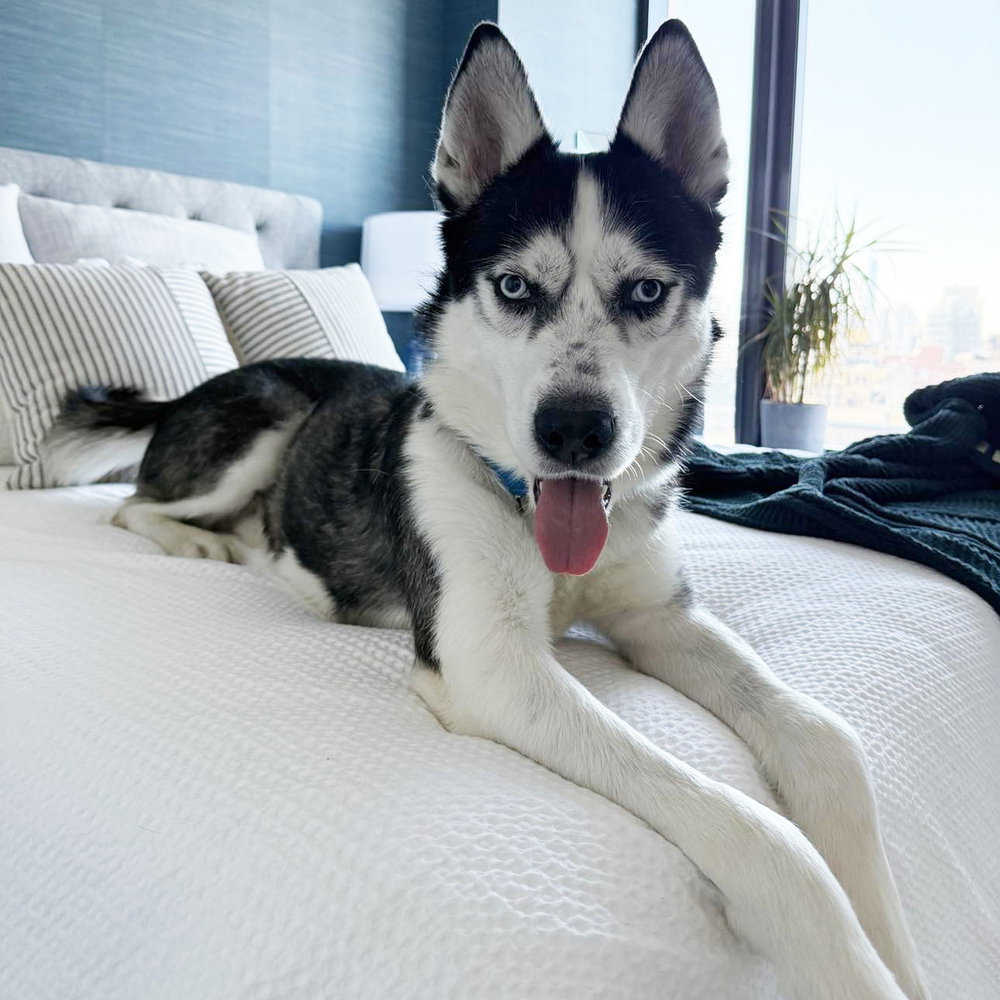 Koa Image