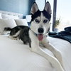 Koa - Photo 1