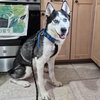 Koa - Photo 2