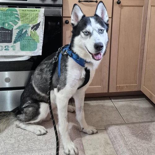 KOA - Husky available for adoption