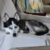Koa - Photo 4