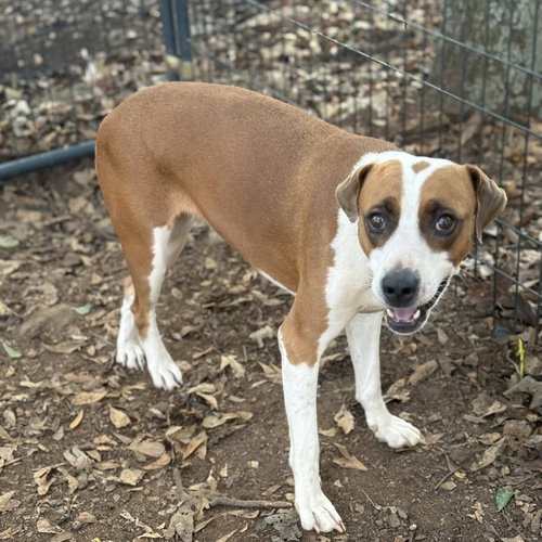 SALISH - Terrier available for adoption