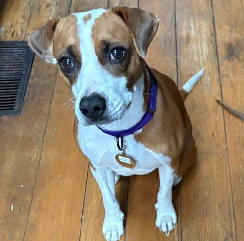 SALISH - Terrier available for adoption
