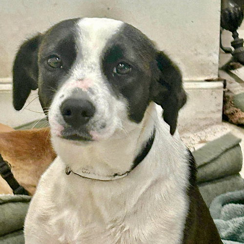 ALEXA - Labrador Retriever / Terrier available for adoption