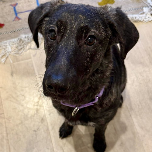 BRINLEY - Terrier available for adoption