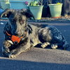 Brinley - Photo 3