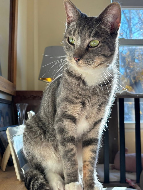 Phillip, Domestic Short Hair, cat for adoption in New Rochelle, New York