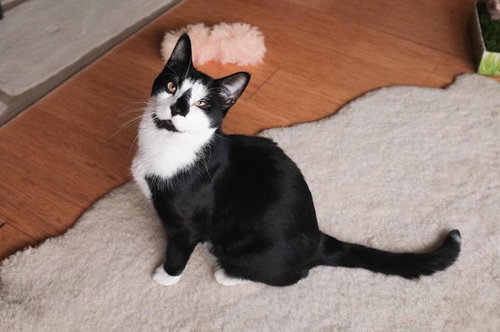 Captain, Domestic Short Hair, cat for adoption in New Rochelle, New York