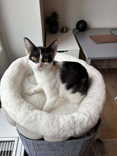 CANDY - Domestic Short Hair available for adoption