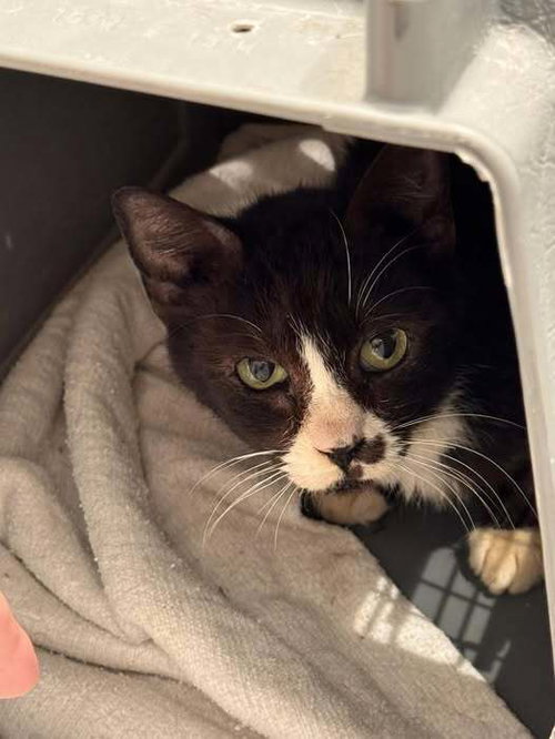 OREO - Domestic Short Hair available for adoption