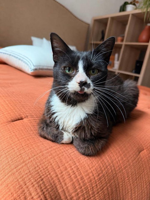 Oreo, Domestic Short Hair, cat for adoption in New Rochelle, New York
