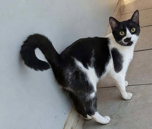 ANJELIKE - Domestic Short Hair available for adoption