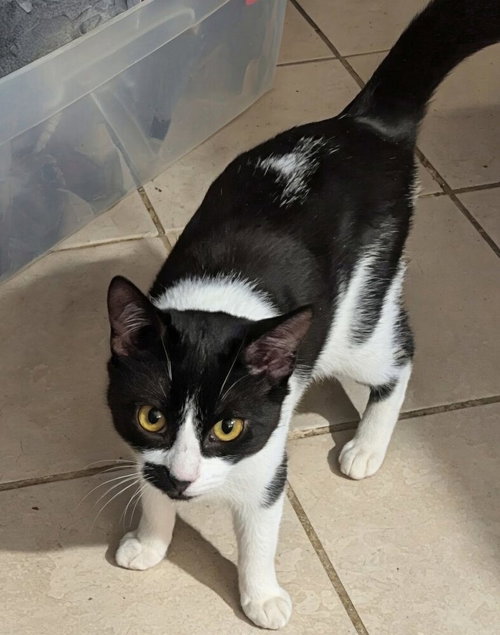 ANJELIKE - Domestic Short Hair available for adoption