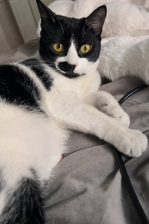 ANJELIKE - Domestic Short Hair available for adoption