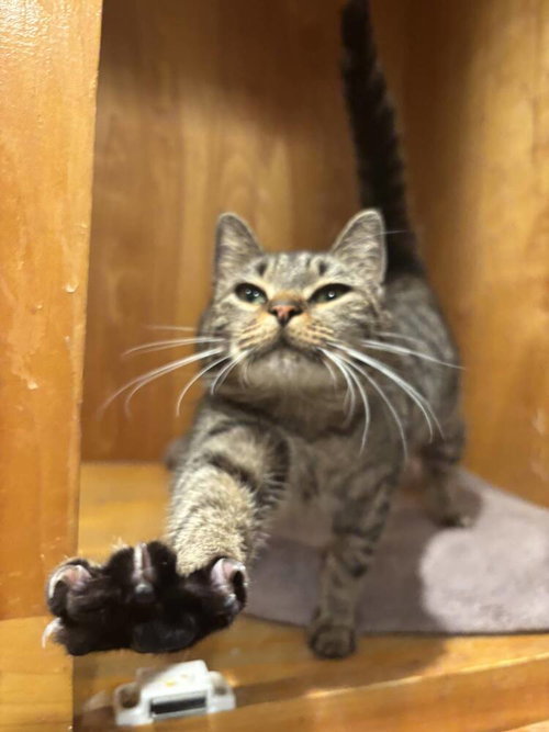 PEARL - Domestic Short Hair available for adoption