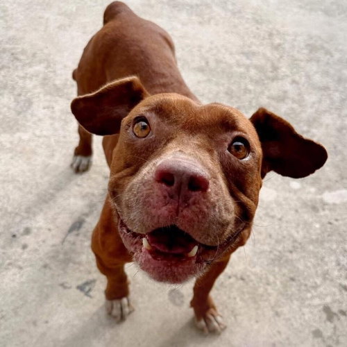 OTONO - American Staffordshire Terrier / Terrier available for adoption