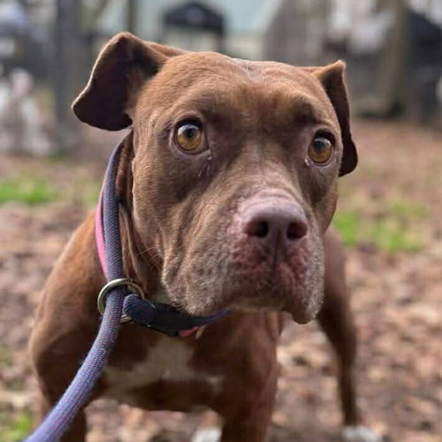 OTONO - American Staffordshire Terrier / Terrier available for adoption