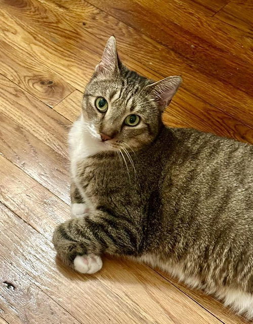 SPIRIT - Domestic Short Hair available for adoption