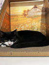 Tony - Photo 4