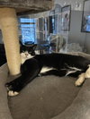 Tony - Photo 3