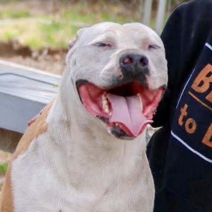CREAM - American Staffordshire Terrier / Terrier available for adoption