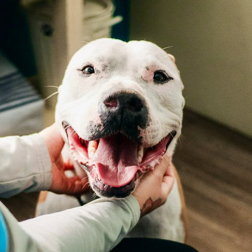 CREAM - American Staffordshire Terrier / Terrier available for adoption