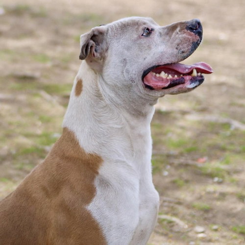 CREAM - American Staffordshire Terrier / Terrier available for adoption